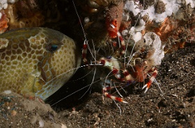 Komodo 2016 - Banded coral shrimp - Grande crevette nettoyeuse - Stenopus hispidus - IMG_6587_rc